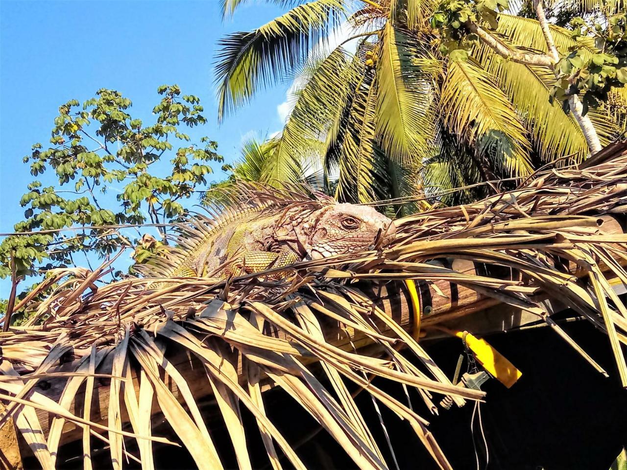 Casa Tuanis, Drake Bay Villa ภายนอก รูปภาพ